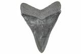Serrated, Fossil Megalodon Tooth - South Carolina #236294-1